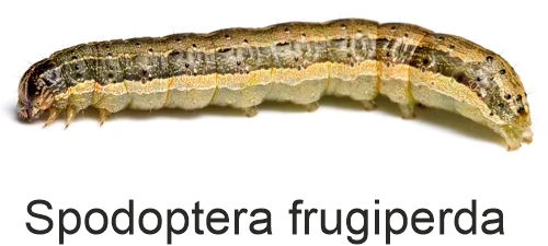 Spodoptera frugiperda